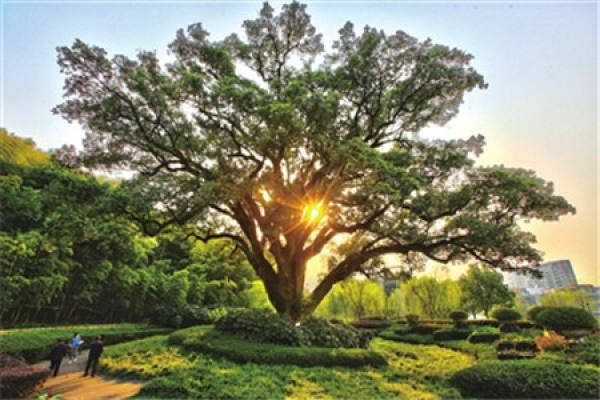 Camphor Tree