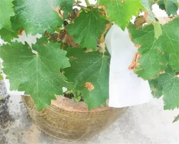 Grape