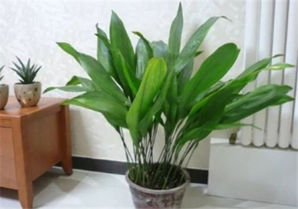 Folium Platyphylli