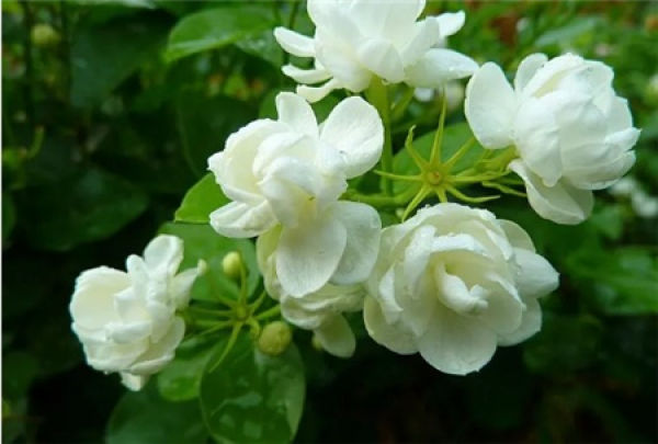 Jasmine