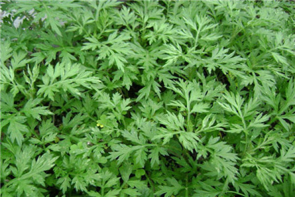 Artemisia argyi