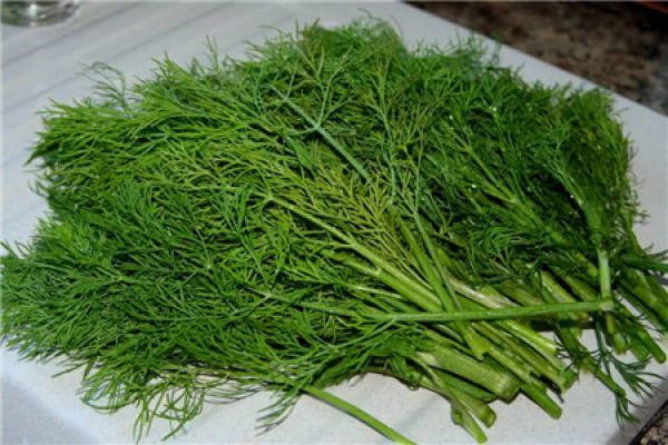 Fennel