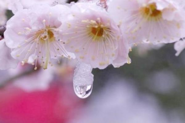 Plum blossom
