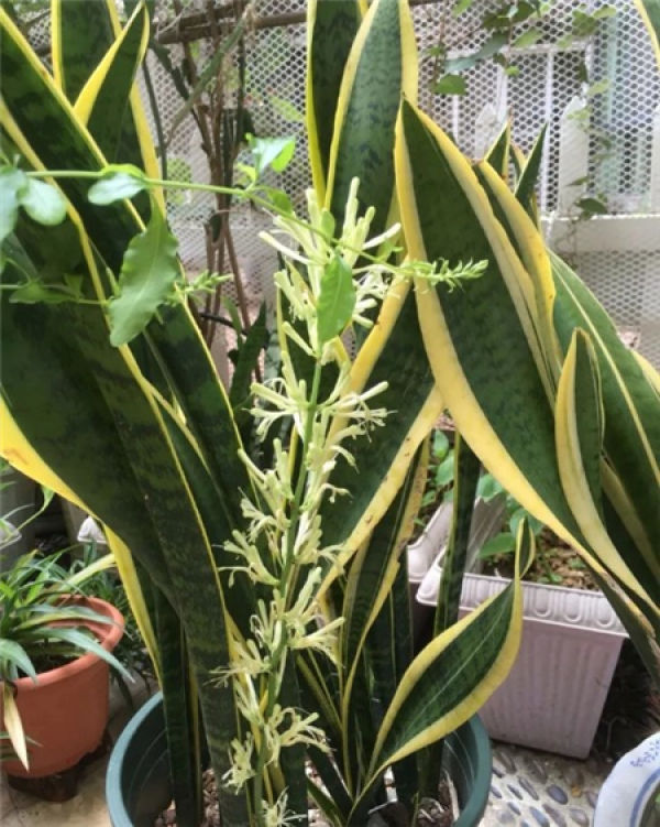 Sansevieria