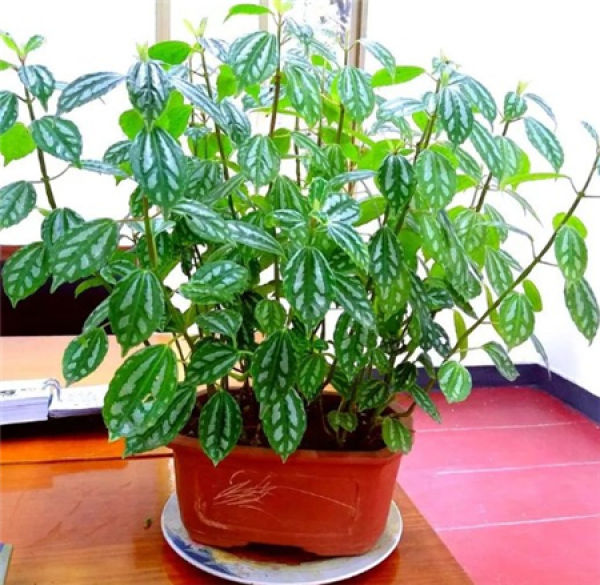 Leng Shui Hua