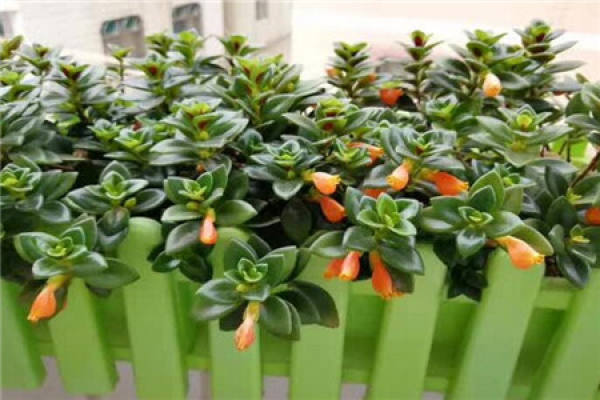 Goldfish chlorophytum