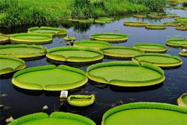 Amazon Crown Lotus