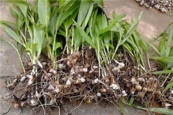 Bletilla striata seedlings