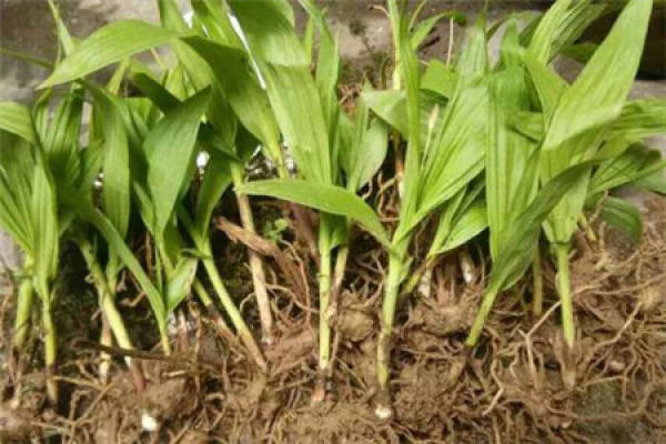 Bletilla striata seedlings