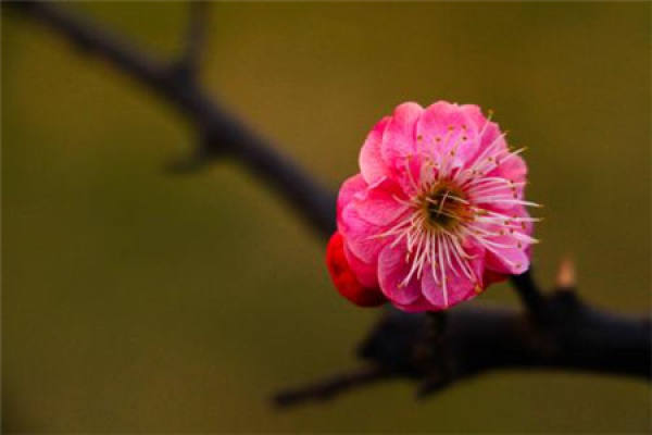 Chimonanthus praecox