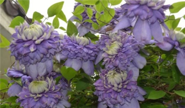 Clematis
