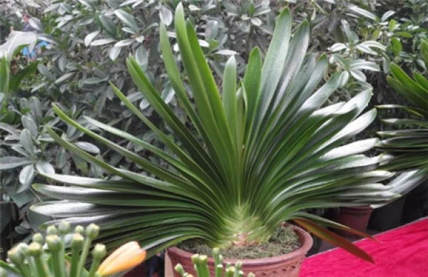 Clivia miniata