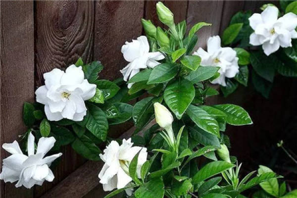 Gardenia