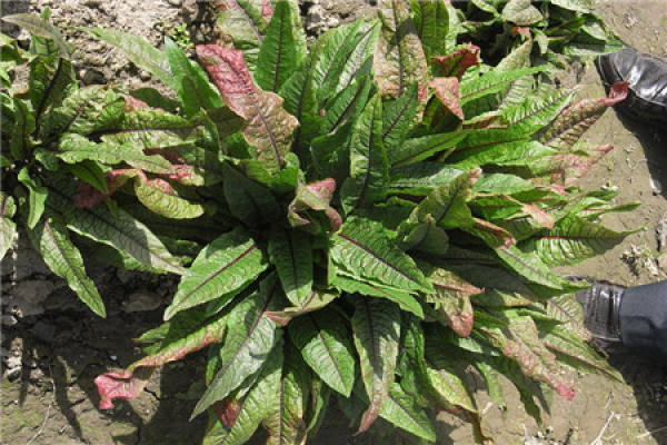 Sorrel