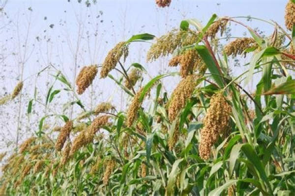 Sorghum