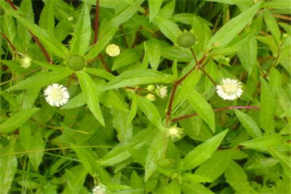 Eclipta prostrata
