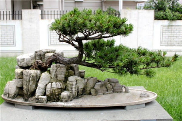 Five-needle pine