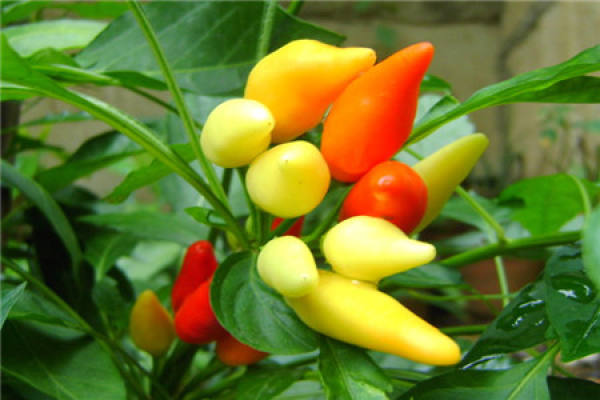 Multicolored pepper