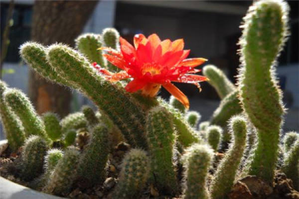 Cactus