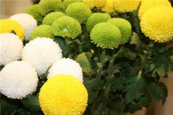 Table Tennis Chrysanthemum