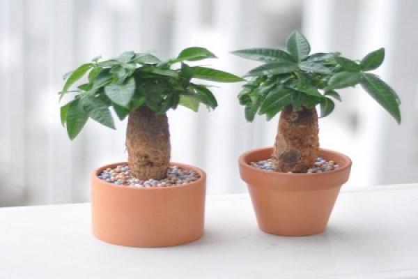 Fortune Tree