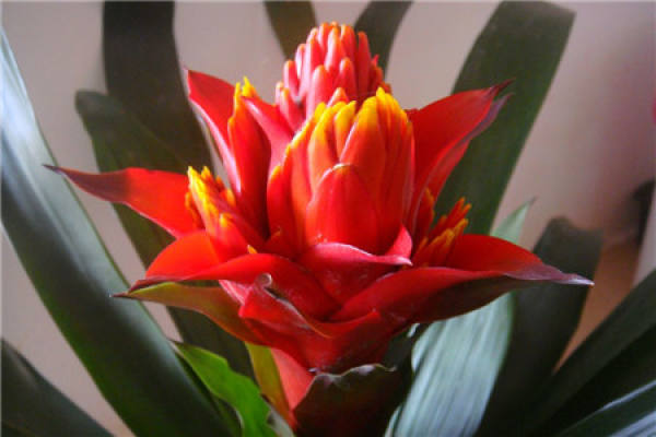 Pineapple Flower