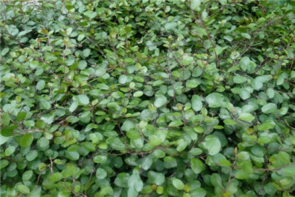 Millefolium