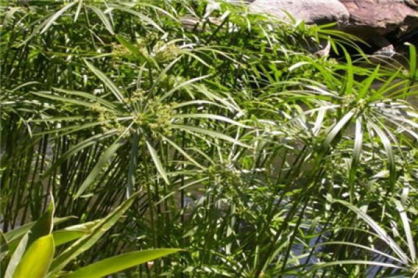 Cyperus umbellatus