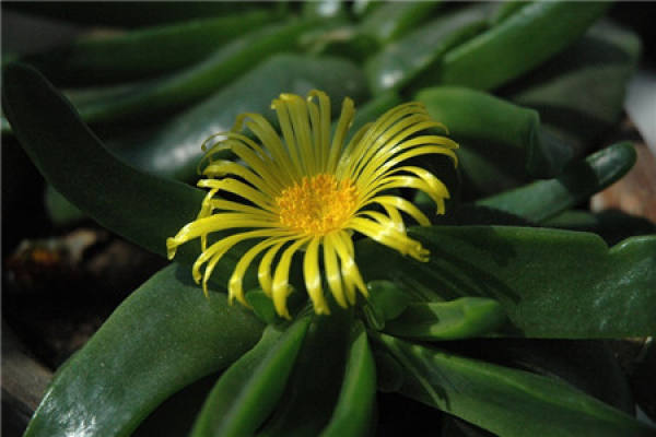 Bergamot flower