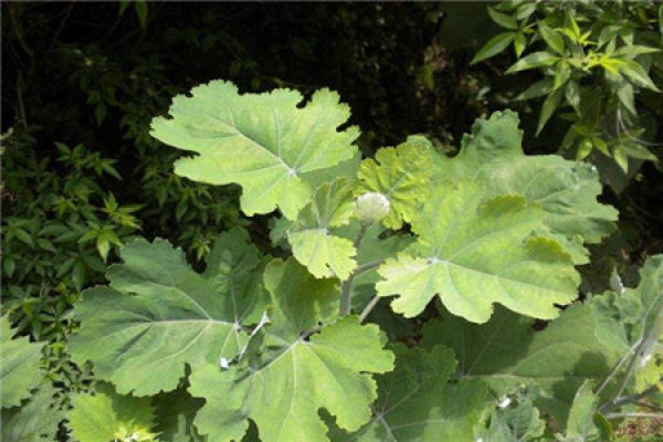 Macleaya cordata
