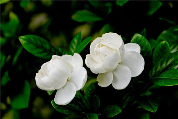 Gardenia