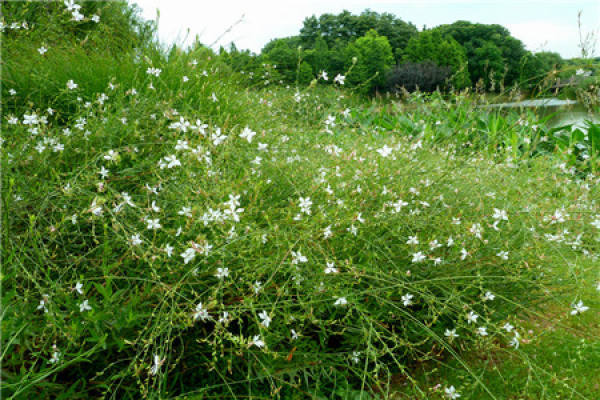 Prunus davidiana