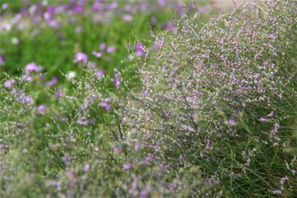 Herba Valentine