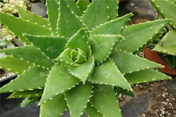 Aloe
