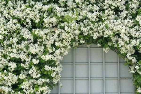 Windmill Jasmine