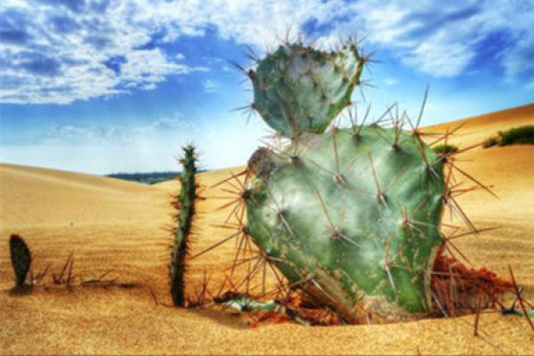 cactus