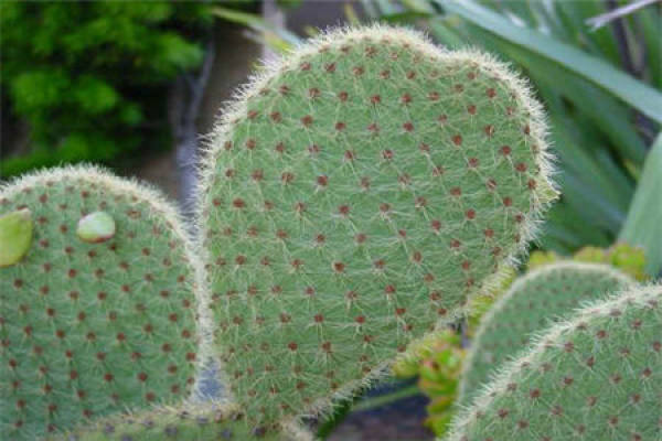 Cactus