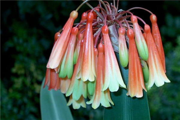 Clivia mirabilis
