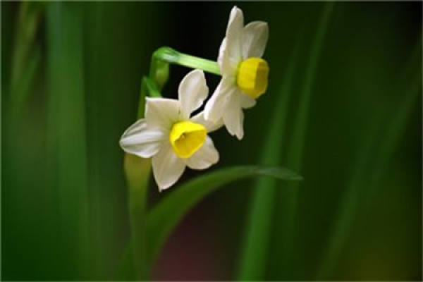 Narcissus