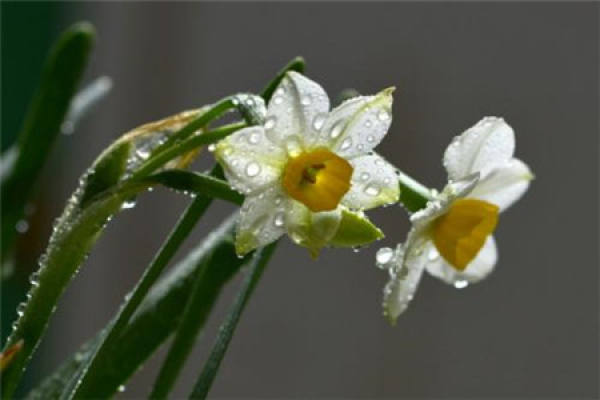 Narcissus