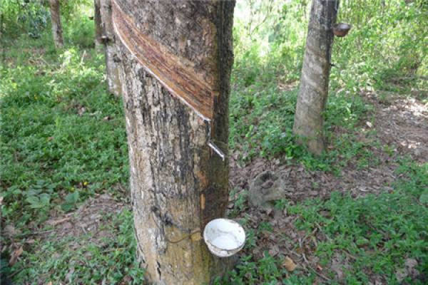 Rubber Tree