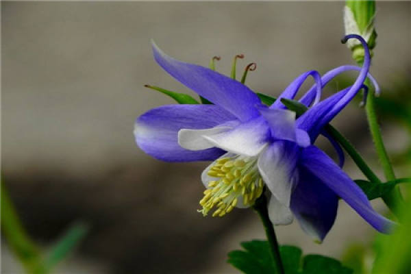 Funnel Flower