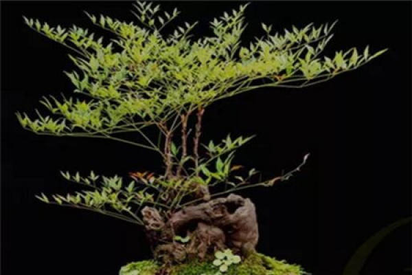 Nandina domestica