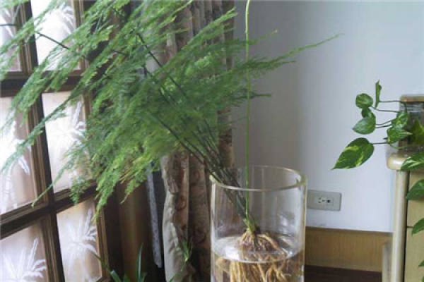 bamboo