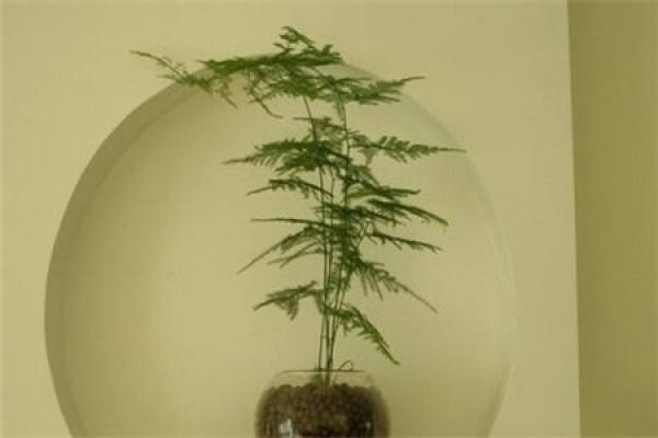 Asparagus