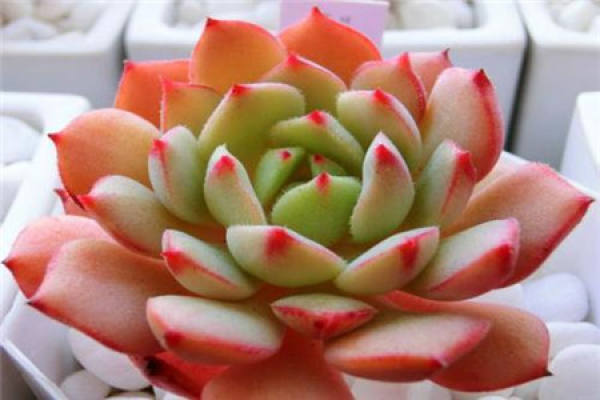 rose lotus