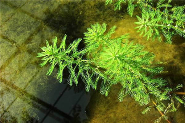 Myriophyllum