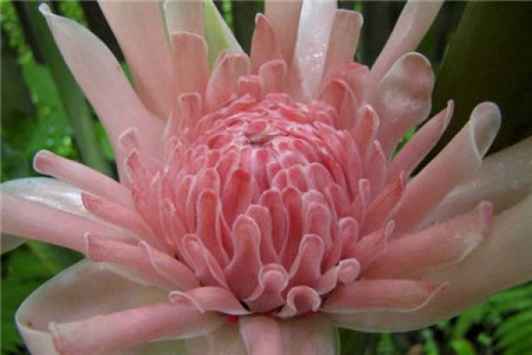 torch ginger