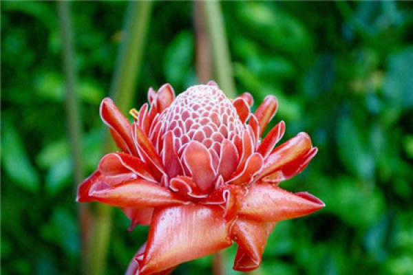 torch ginger