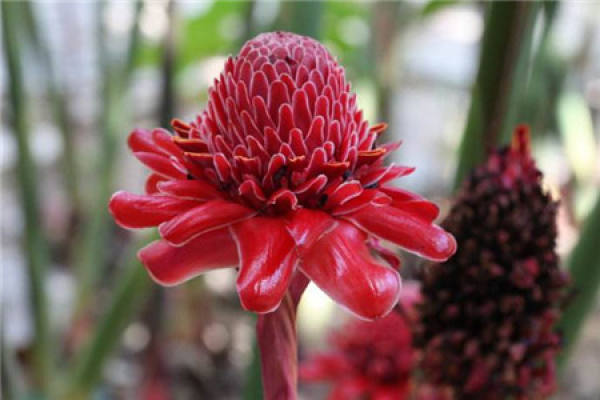 Torch Ginger
